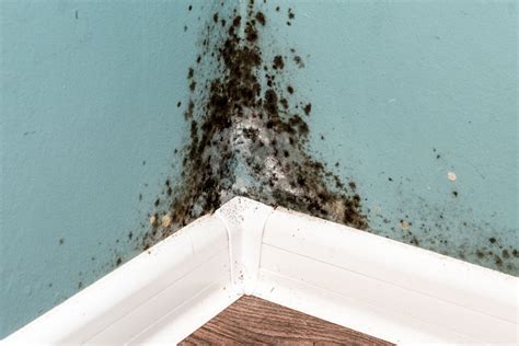 Does Vinegar Kill Black Mold? | House Trick