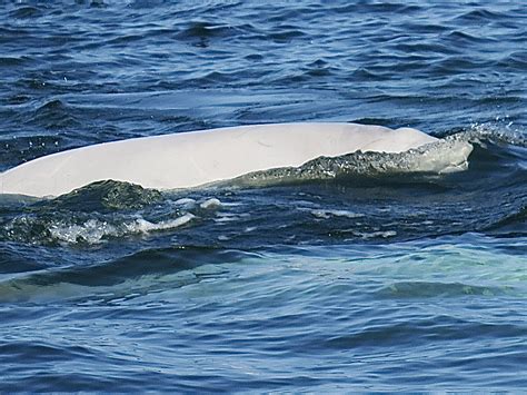 CHURCHILL MANITOBA – SINGING AND GLIDING WITH BELUGA WHALES – Chasing Dreams