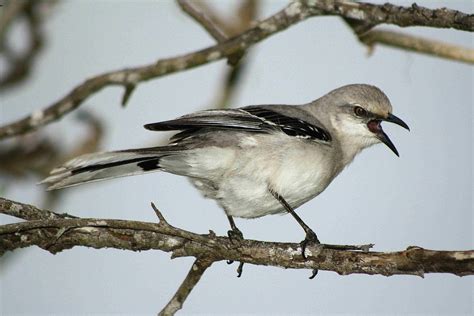 Tropical Mockingbird - Song | Range | Sound | Traits | Nesting - BirdBaron