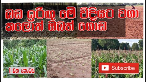 පහසුවෙන් බඩඉරිඟු වගා කරන්න/ Easy Maize Farming Techniques. - YouTube