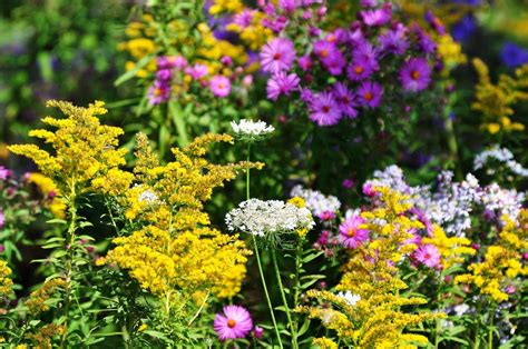 Fall Wildflowers | North Kingstown, RI Patch