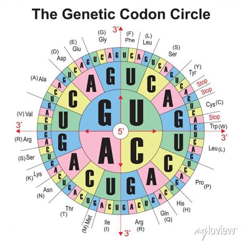 Rna codons chart for amino acids sequences. the genetic codon • wall stickers science, code ...