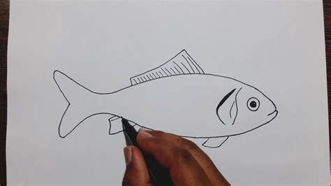 Cool Info About How To Draw Fish Step By - Policebaby25