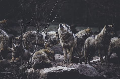 Manada de lobos, en, formación rocosa, Fondo de pantalla HD | Peakpx