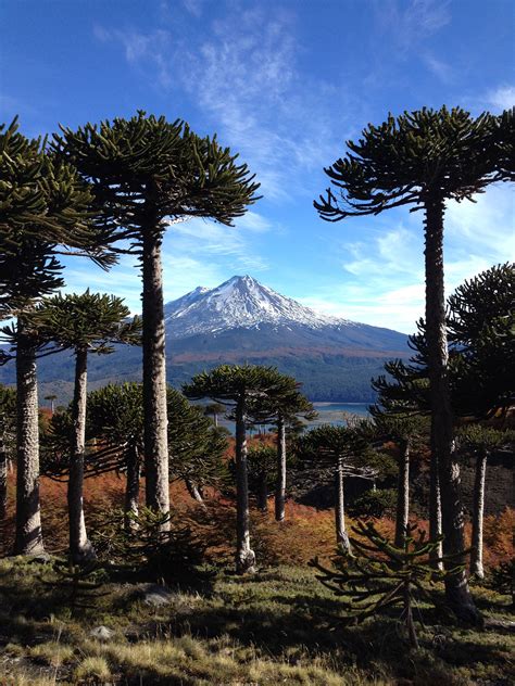 Conguillio National Park in Southern Chile in Autumn South America Map, South America ...