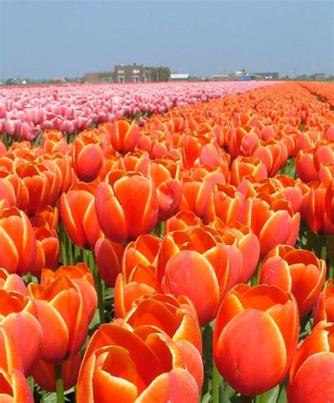 Tulip 'World's Favourite' Bulbs: Buy Tulip bulbs online in Pakistan - Bagh.pk