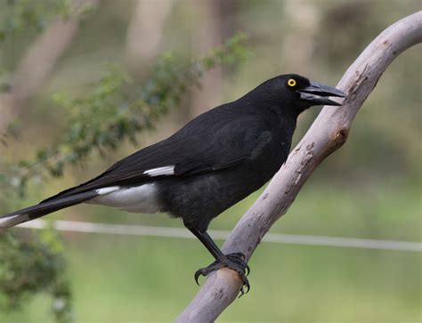 Pied Currawong - Profile | Traits | Facts | Call | Diet | Breeding - BirdBaron