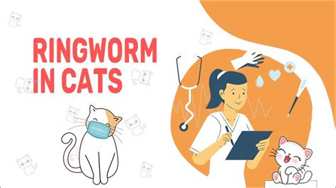 Ringworm In Cats: Signs, Remedy And Prevention - animalonly.com