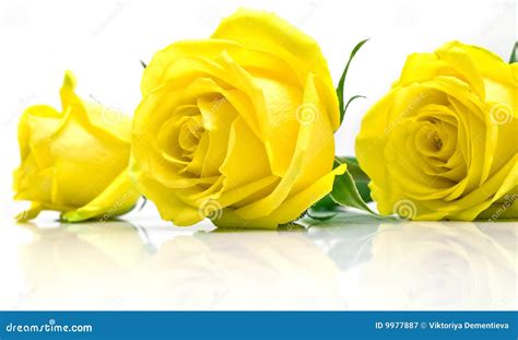 Yellow roses on white stock image. Image of closeup, leave - 9977887