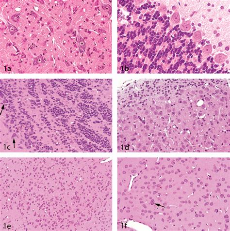 Histology Of Nervous System Pdf - mapasgmaes