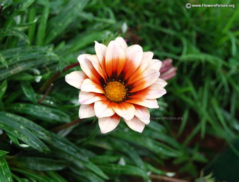 Gazania flower varieties