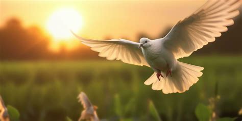 White Dove Flying on Sunset Background, Bird of Peace Symbol ...