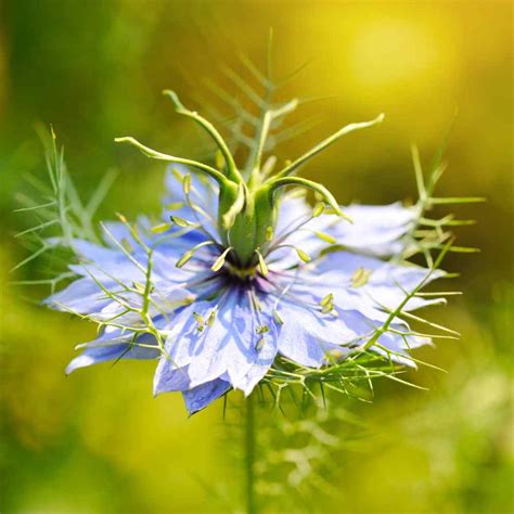 Cumin Seeds - Black Cumin Herb Seed