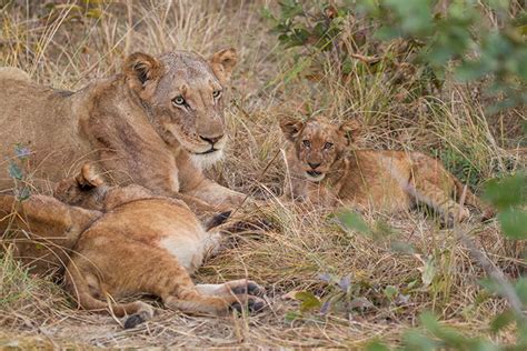 Lion conservation efforts severely underfunded, study shows | UC ...