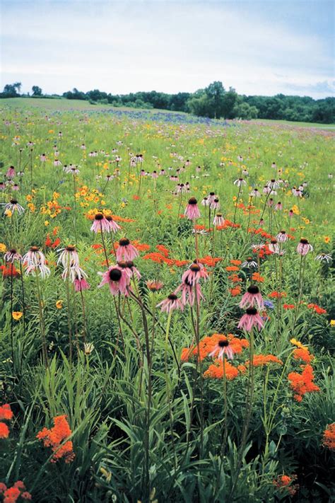 Native Prairie Seed Mixes | Prairie Nursery