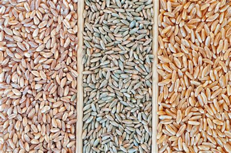 Wheat varieties stock image. Image of grain, heat, bread - 35224705