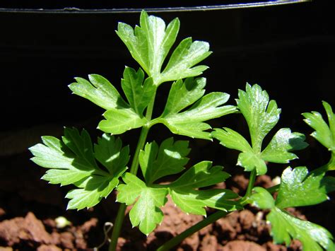 Parsley Herb | Nutrition | Health Benefits | Recipes | HubPages