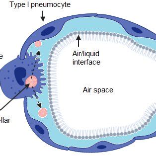 Schematic of the pulmonary surfactant system in the setting of an... | Download Scientific Diagram