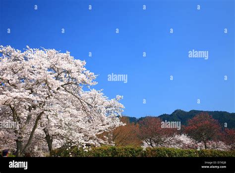 Cherry blossoms in Asuka, Nara Prefecture Stock Photo - Alamy