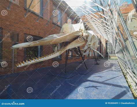 Sperm Whale Skeleton in Luebeck Editorial Stock Image - Image of physeter, environment: 95300409