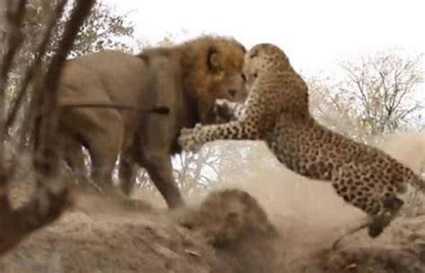 Lion vs. Leopard Fight Video We Never Knew We Needed - Trill! Magazine