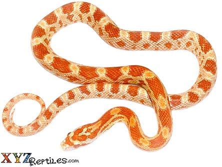 Albino Corn Snake The Amelanistic Corn Snake Gene Explained, 45% OFF