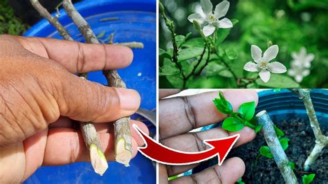 The Secrets of Stem Cuttings Propagation / Cuttings Propagation Easy ...