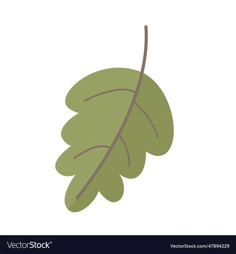 Oak tree leaf Royalty Free Vector Image - VectorStock