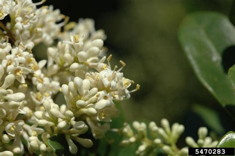 Japanese privet (Ligustrum japonicum)