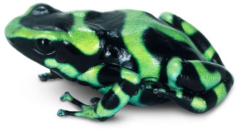 Poisonous Frogs | Poison Dart Frogs | DK Find Out