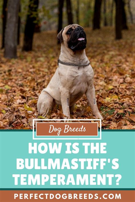 Bullmastiff Temperament | Mastiff mix, Bull mastiff, Mixed breed dogs