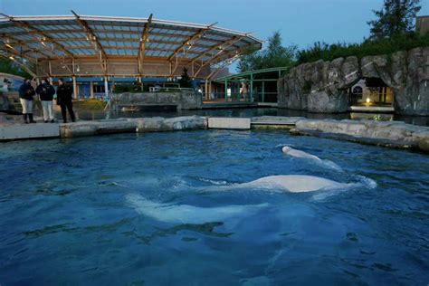 Mystic Aquarium initiative to bring beluga whales from Canada draws ...