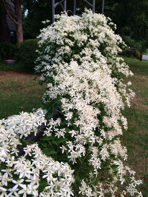 White Clematis - Photo by Sam Williams | White clematis, White gardens ...