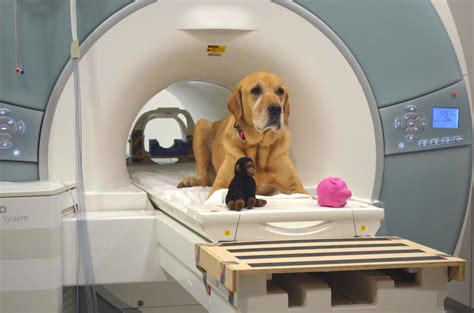 MRI scans show that dogs can understand some of what we say