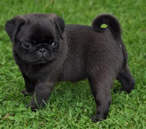 Black pug puppies, Cute pug puppies, Baby pugs