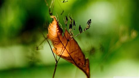 Brown leaf, nature, leaves, plants HD wallpaper | Wallpaper Flare