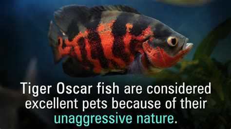 Types of Oscar Fish - Pet Ponder