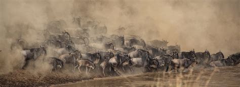 Wildebeest at river crossing, Masai Mara National Reserve, Kenya (Photo credit to Shripal ...