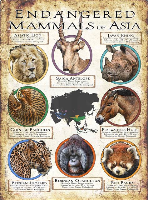 Endangered Mammals of Asia Poster Print