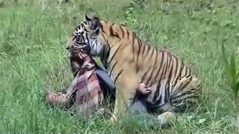 Man-Eater Tiger arrives in Pilibhit killed Farmer - YouTube