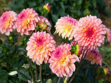 How to grow Dahlias in pots | Complete care guide for growers