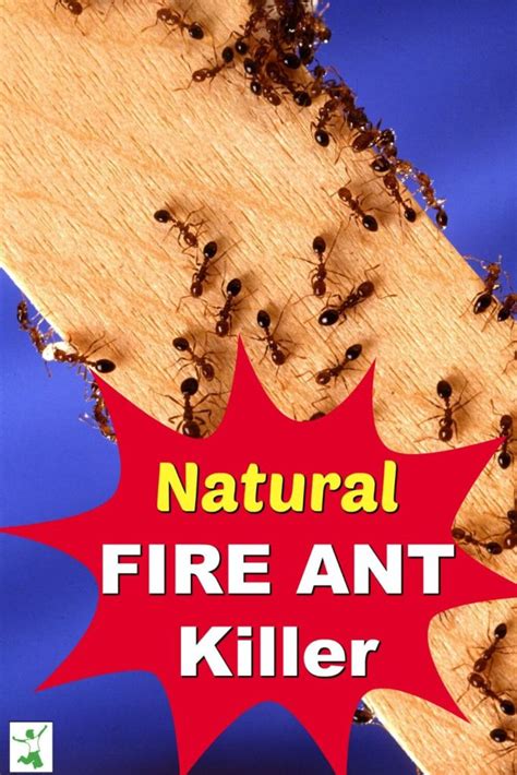 Fire Ant Killer That Works Fast (No Chemicals) - Healthy Home Economist