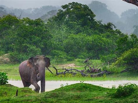 Elephant conservation vacations & projects - Responsible Travel