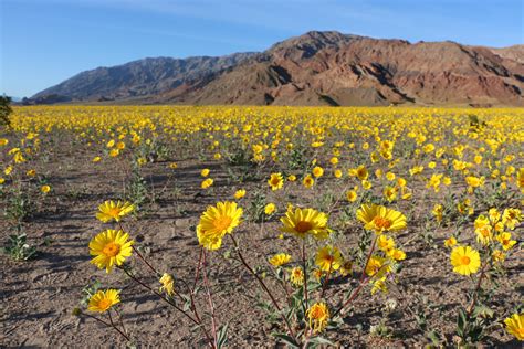 Death Valley, California, USA spring bloom 2016 [OC] [5472x3648] : r/EarthPorn