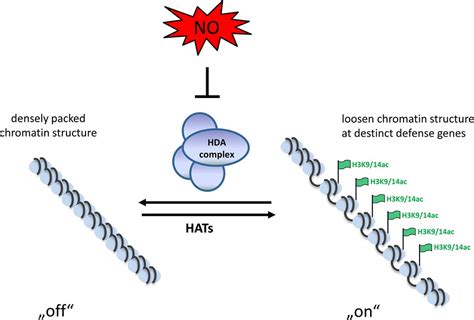 Frontiers | Redox-Dependent Chromatin Remodeling: A New Function of Nitric Oxide as Architect of ...