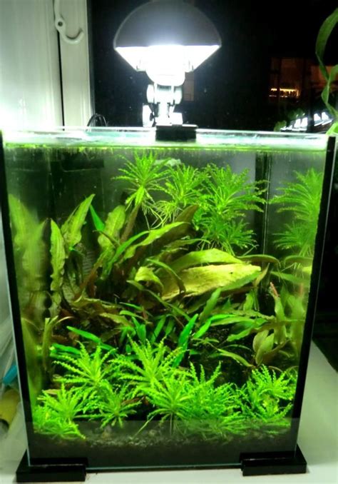 The Best Nano Tank Setups | Planted aquarium, Amazing aquariums