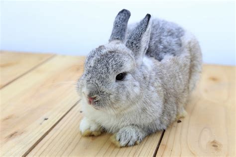 Mengenal Kelinci Netherland Dwarf Lebih Dekat Kecil nan Lucu