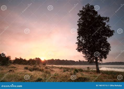 Summer Sunrise Over Meadow by Lake Stock Image - Image of meadow, season: 74019715