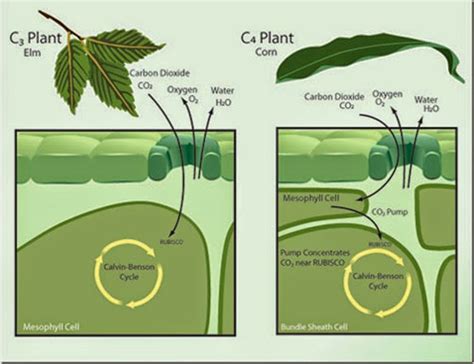 The difference between C3 and C4 plants | RIPE