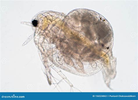 Daphnia Pulex Or Common Water Flea Under The Microscope Stock Photography | CartoonDealer.com ...